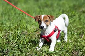 Best LED Dog Collars for Night Walking Safety in 2026